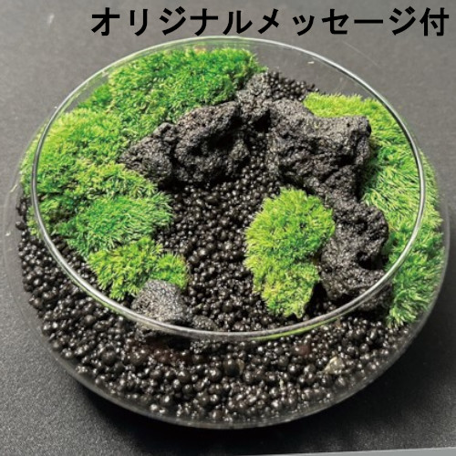 【メッセージ付き】初めての苔テラリウム