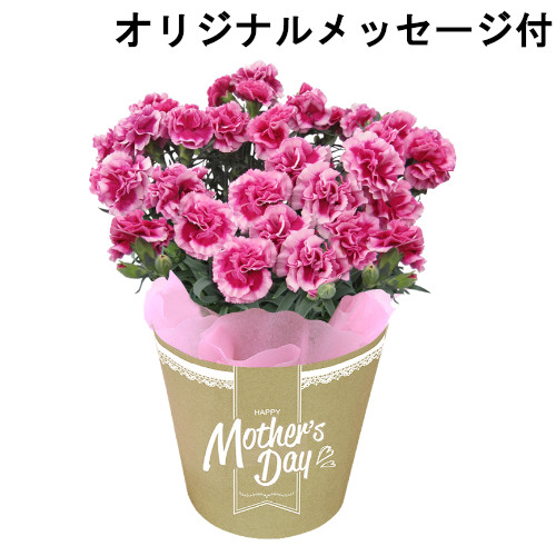 【メッセージ付き】カーネーション　紫