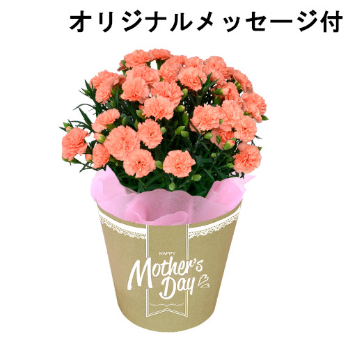 【メッセージ付き】カーネーション　オレンジ
