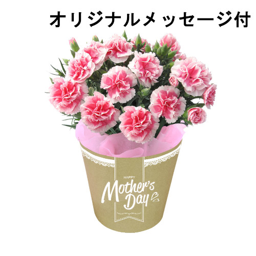 【メッセージ付き】カーネーション　さくら