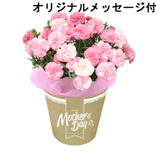 【メッセージ付き】カーネーション　ゆきさくら