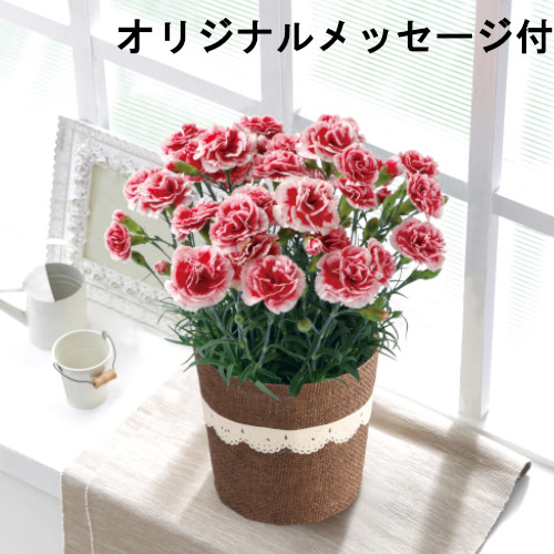 【メッセージ付き】カーネーション　いちごホイップ