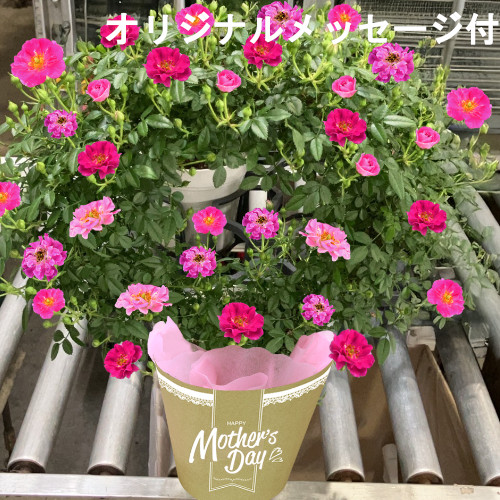 【メッセージ付き】ミニバラ　リング仕立て