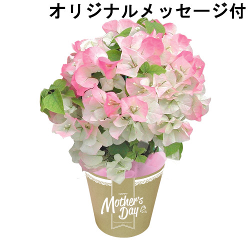 【メッセージ付き】ブーケンビレア　ブライダルピンク