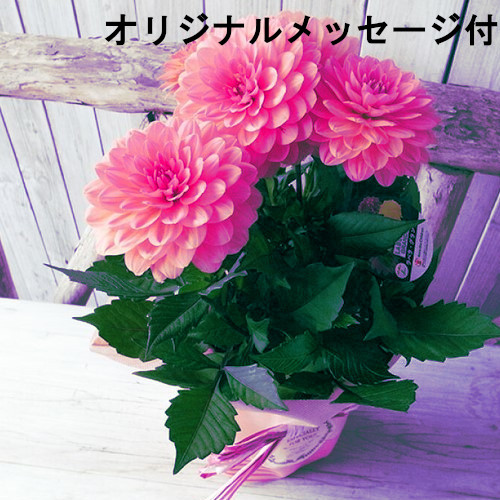 【メッセージ付き】大輪ダリア