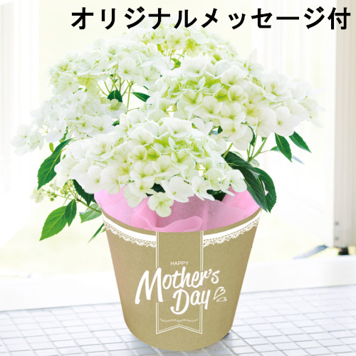 【メッセージ付き】ラグランジア・シャンデリーニ