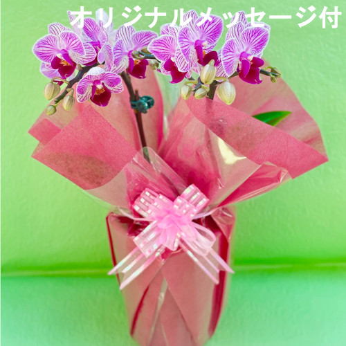 【メッセージ付き】ミニ　胡蝶蘭（紫）