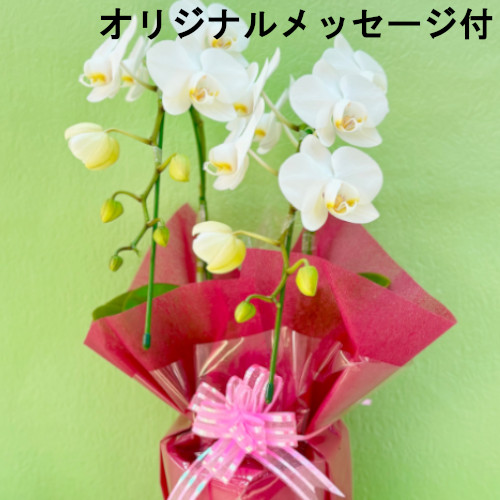 【メッセージ付き】ミニ　胡蝶蘭（白）