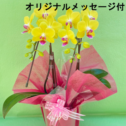 【メッセージ付き】ミニ　胡蝶蘭（黄）