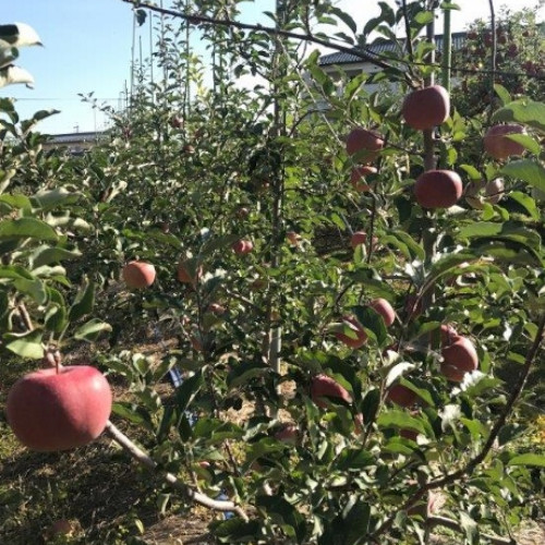 青森りんご　サンふじ5ｋｇ