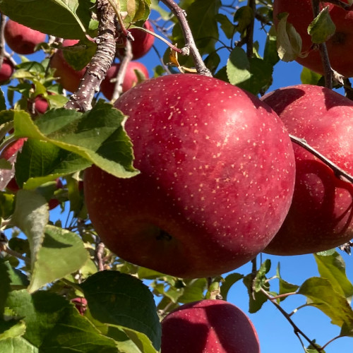 長野県産　サンふじりんご　10ｋｇ