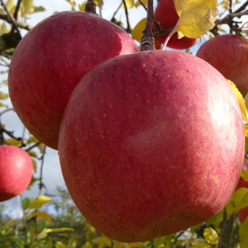 福島りんごサンふじ5ｋg