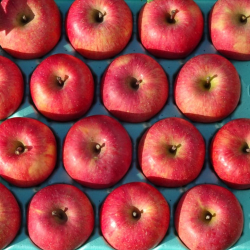 岩手産　葉とらずサンふじ　5ｋg