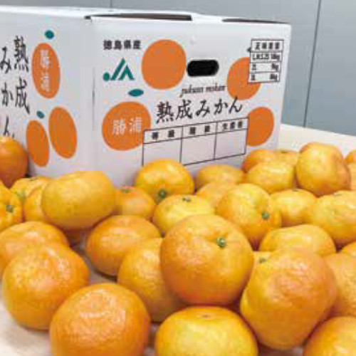 十万温州みかん