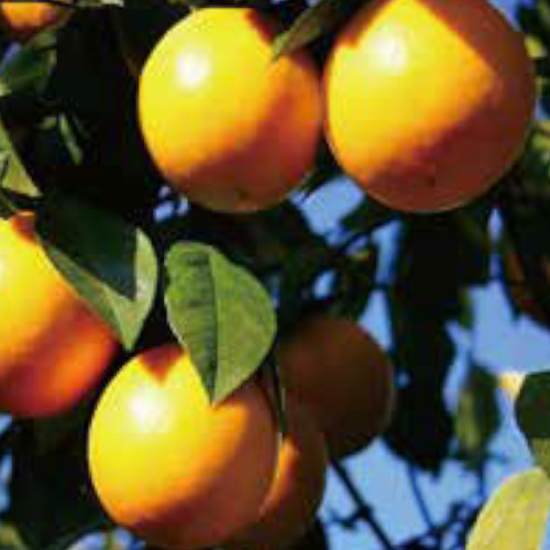 マイヤーレモン