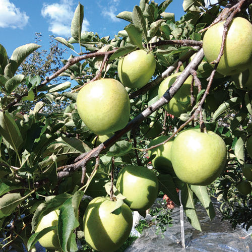 長野県産　サンふじりんご　3ｋｇ箱