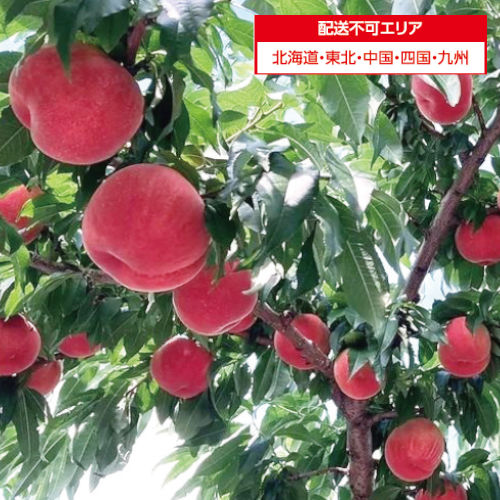 【山梨県産】ぴ～１番桃
