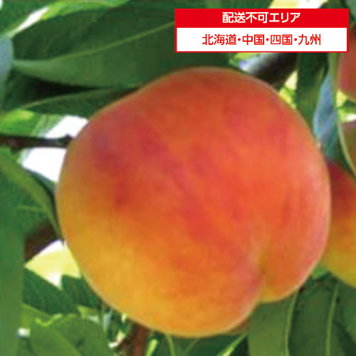 【長野県産】ワッサー