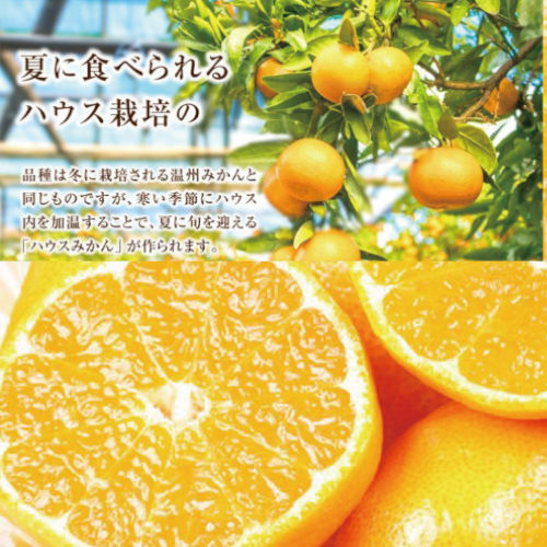 熊本県産　ハウスみかん