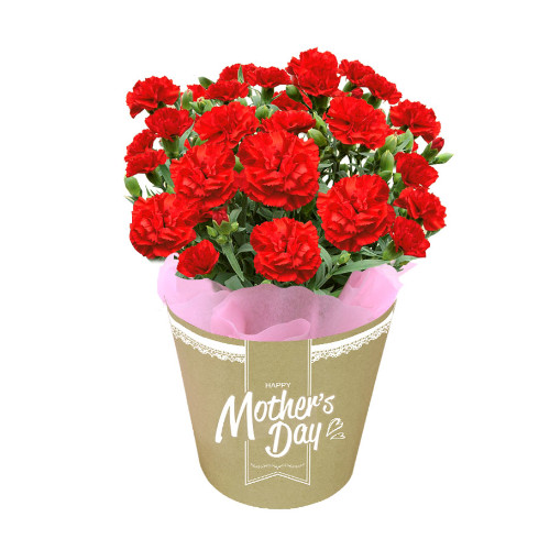 【メッセージ付き】カーネーション　赤