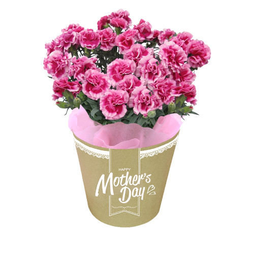 【メッセージ付き】カーネーション　紫