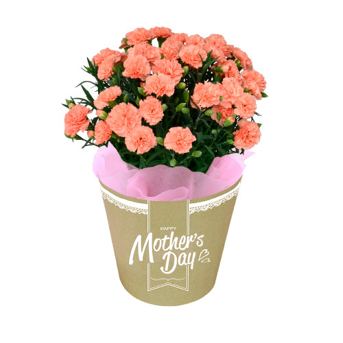 【メッセージ付き】カーネーション　オレンジ