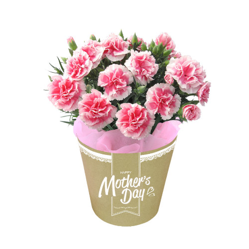 【メッセージ付き】カーネーション　さくら