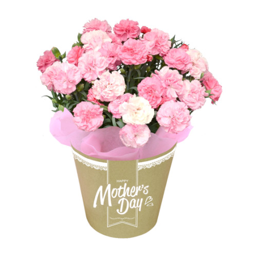 カーネーション　ゆきさくら