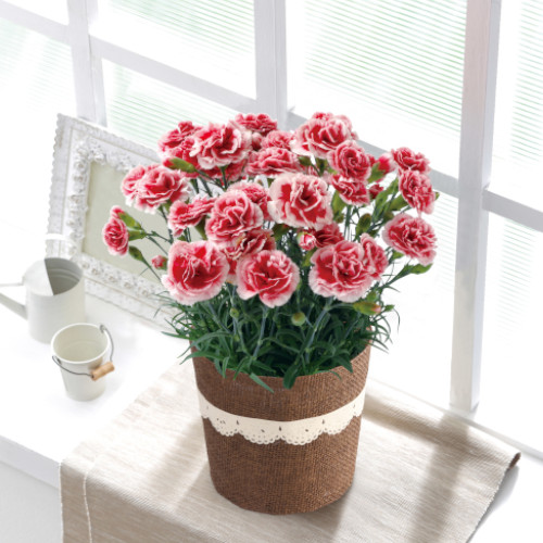 カーネーション　いちごホイップ