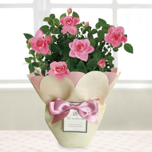 ミニバラ　ピンク