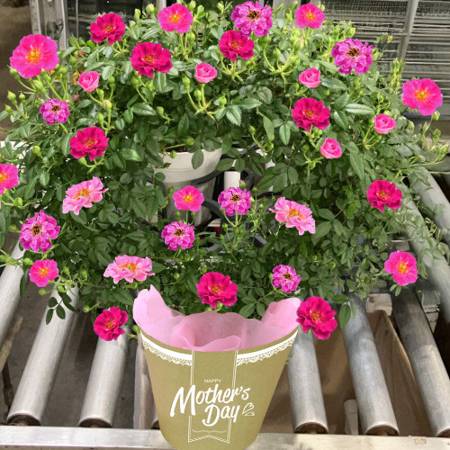 【メッセージ付き】ミニバラ　リング仕立て