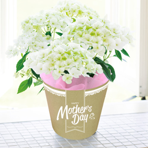 ラグランジア・シャンデリーニ