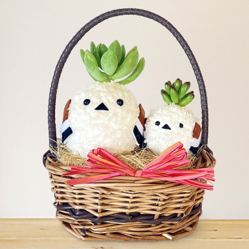 飾れる多肉植物・シマエナガ