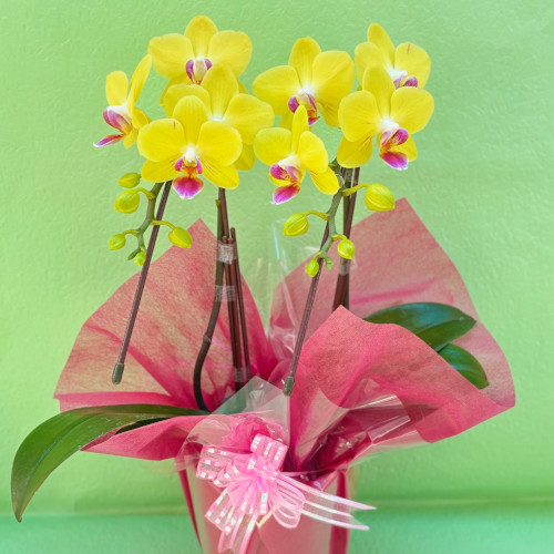 ミニ　胡蝶蘭（黄）