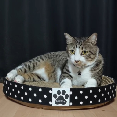 つめとがニャー