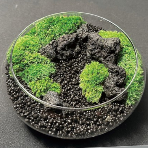 初めての苔テラリウム