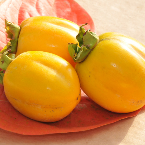 【鳥取県】西条柿(2.5kg)